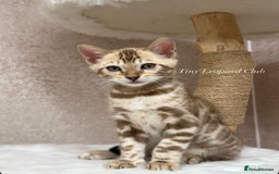 Bengal cats for sale: 🤍❄️ TICA SNOW BENGALS ❄️🤍 - Euro Champion Lines - Advert 5