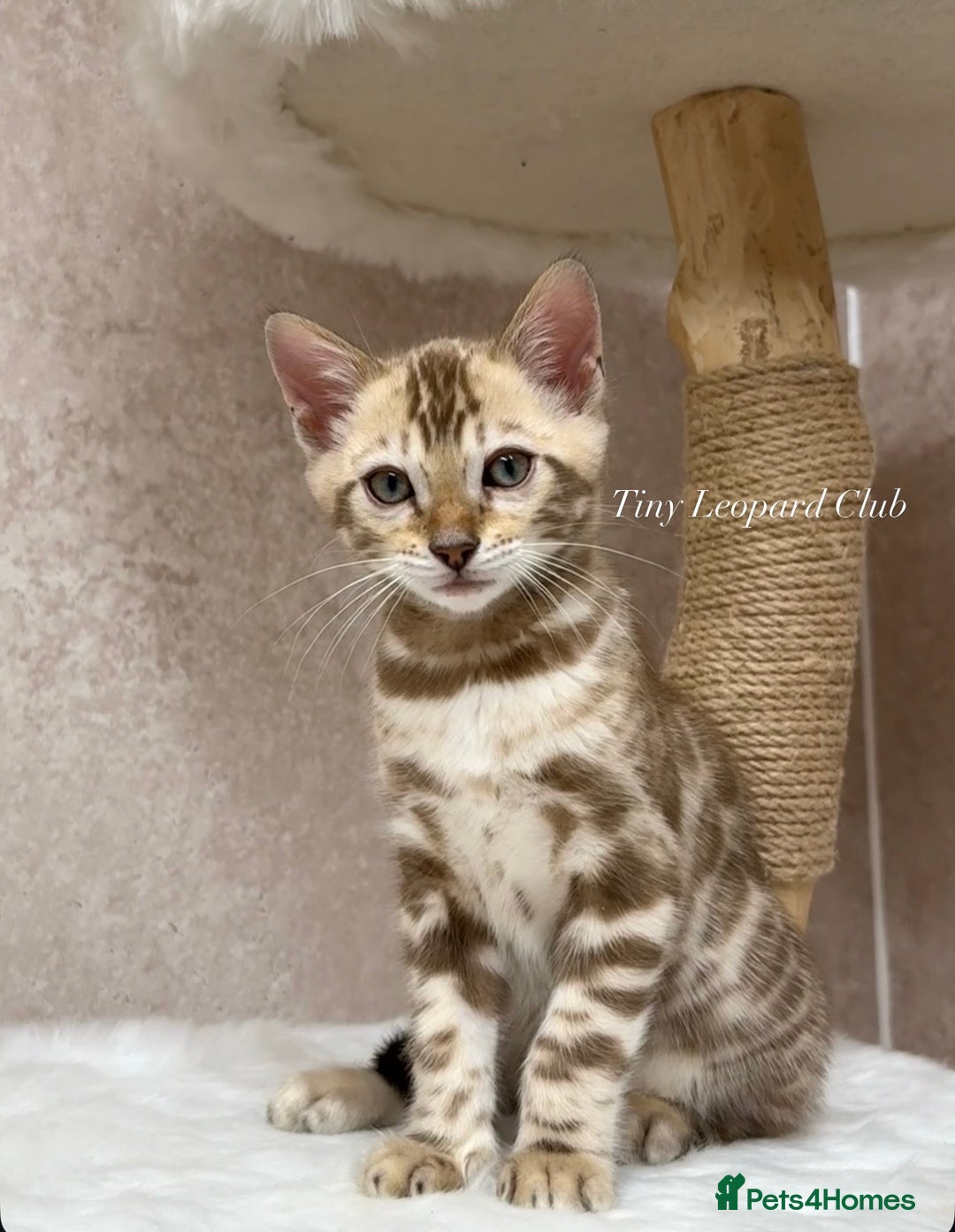 Bengal cats for sale: 🤍❄️ TICA SNOW BENGALS ❄️🤍 - Euro Champion Lines - Advert 5