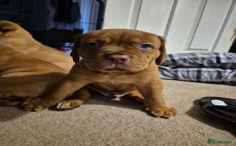 Mixed Breed dogs - Advert 5
