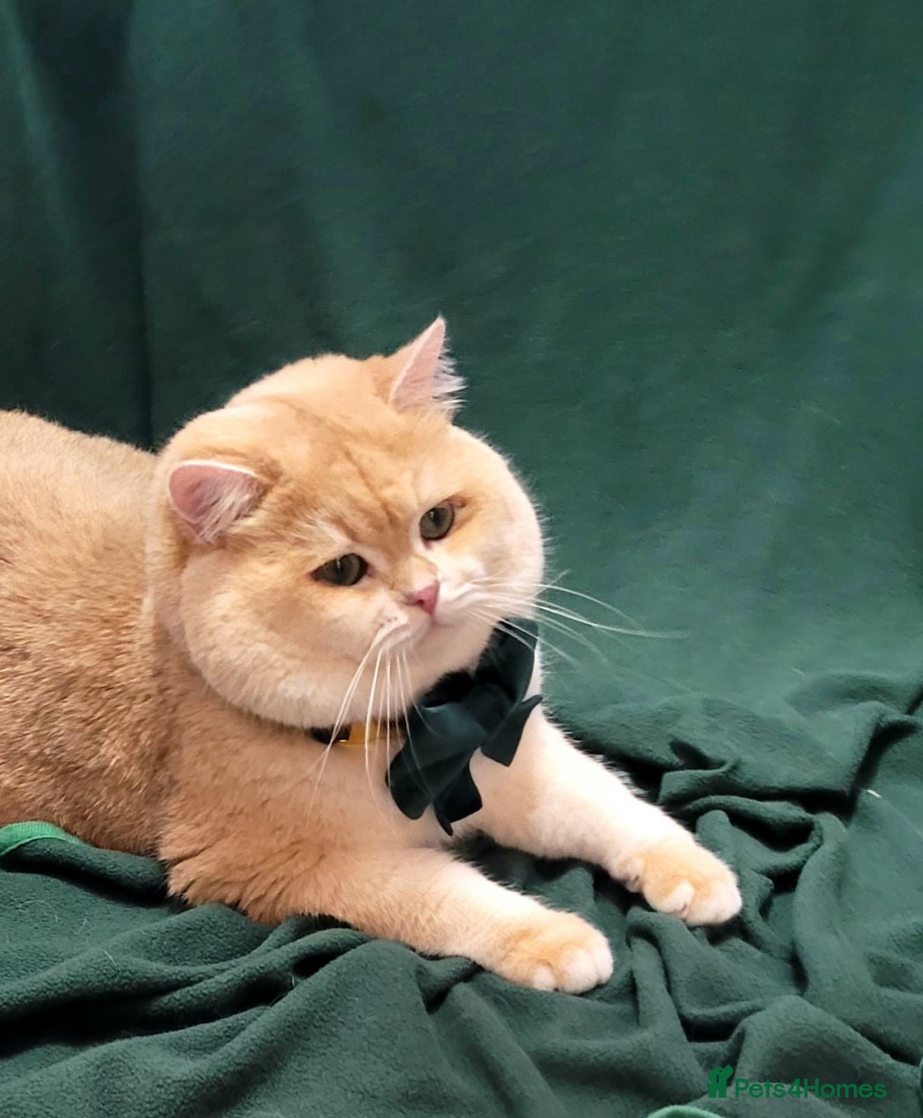 British Shorthair cats Pedigree Golden BSHstud, Emerald eyes, Active rg - Advert 9