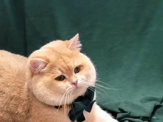 British Shorthair cats Pedigree Golden BSHstud, Emerald eyes, Active rg - Advert 9