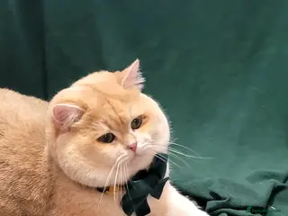 British Shorthair cats Pedigree Golden BSHstud, Emerald eyes, Active rg - Advert 8