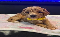 Cavapoo dogs for sale: F1BB cavapoo puppies  - Image 6