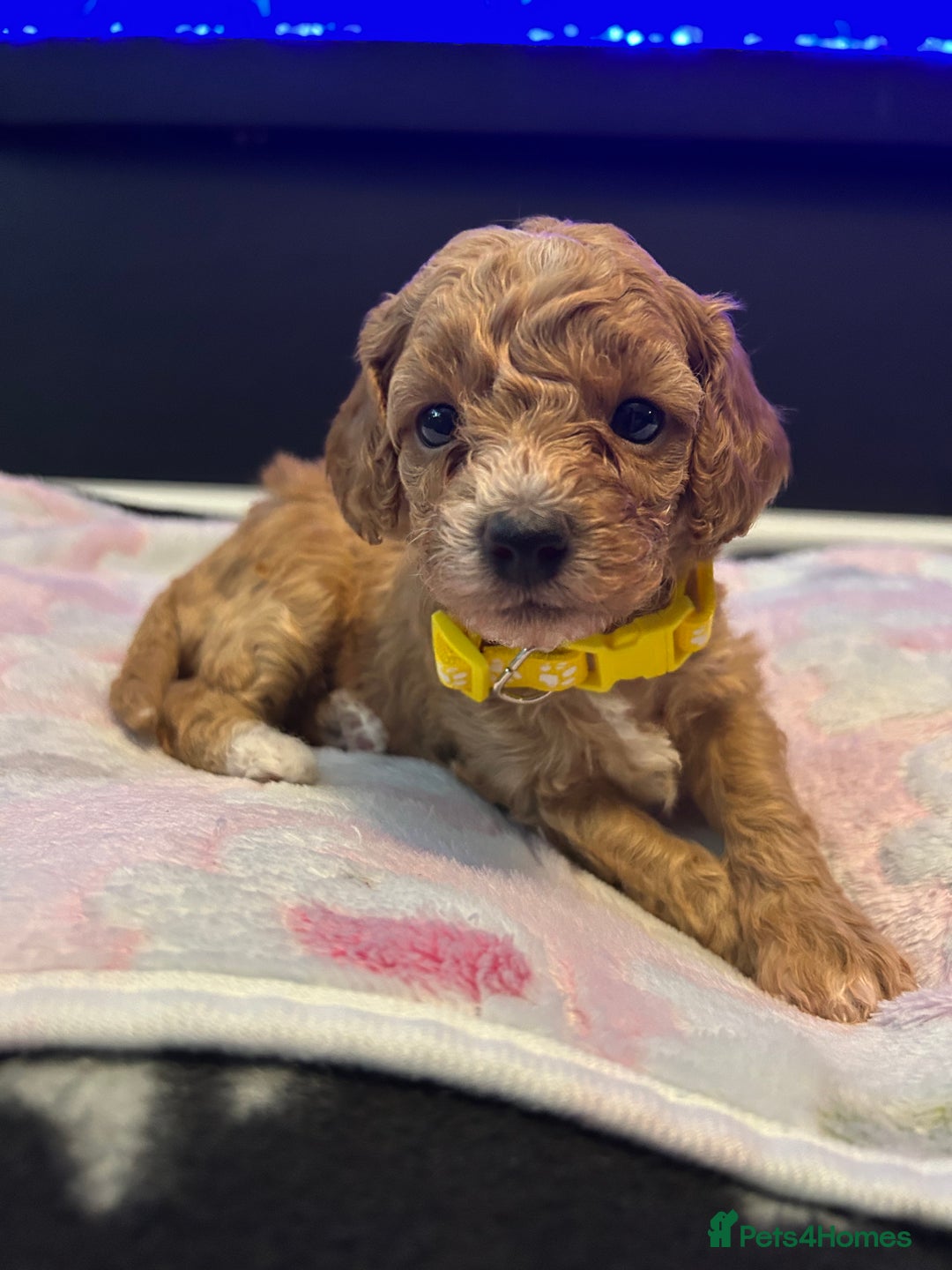 Cavapoo dogs for sale: F1BB cavapoo puppies  - Image 6