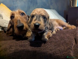 Dachshund dogs Standard Wirehaired Dachshund Puppies - Advert 1