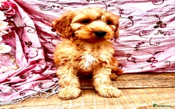 Cockapoo dogs for sale: Quality F1 Cockapoo Puppies GIRLS Various pricing  - Image 33