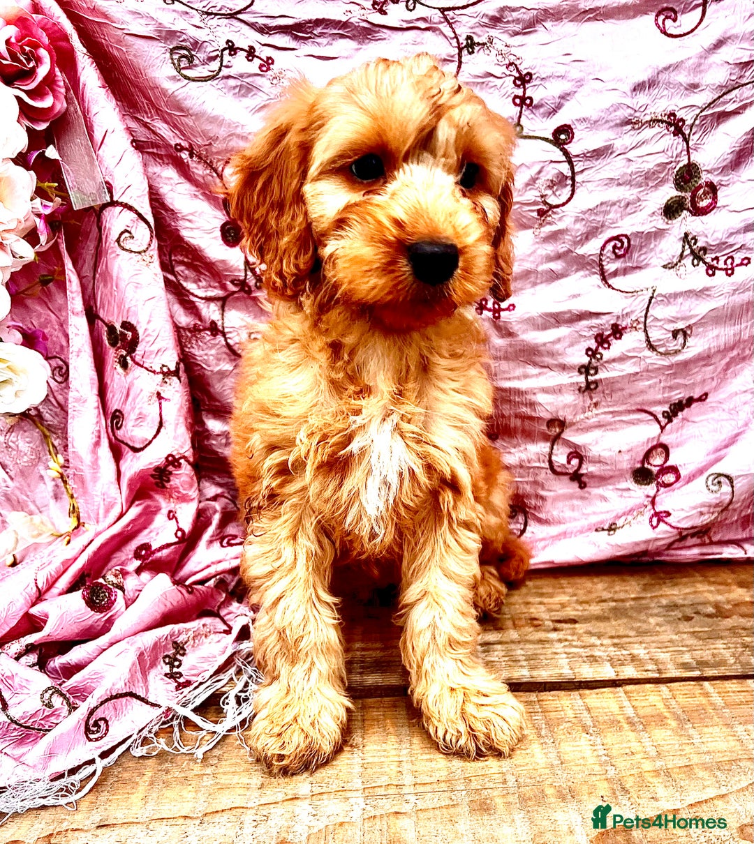 Cockapoo dogs for sale: Quality F1 Cockapoo Puppies GIRLS Various pricing  - Image 33