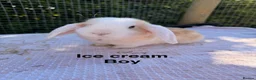 Mini Lop rabbits for sale:  Gorgeous mini Lop babies  - Advert 9