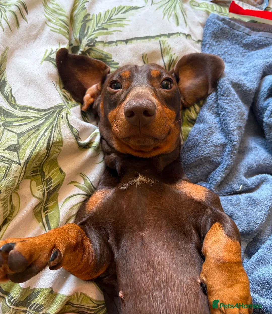 Dachshund dogs for adoption: Opal - Beautiful Dachshund for Adoption - Advert 1