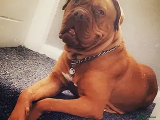 Dogue De Bordeaux dogs Dogue de bordeaux - Advert 22