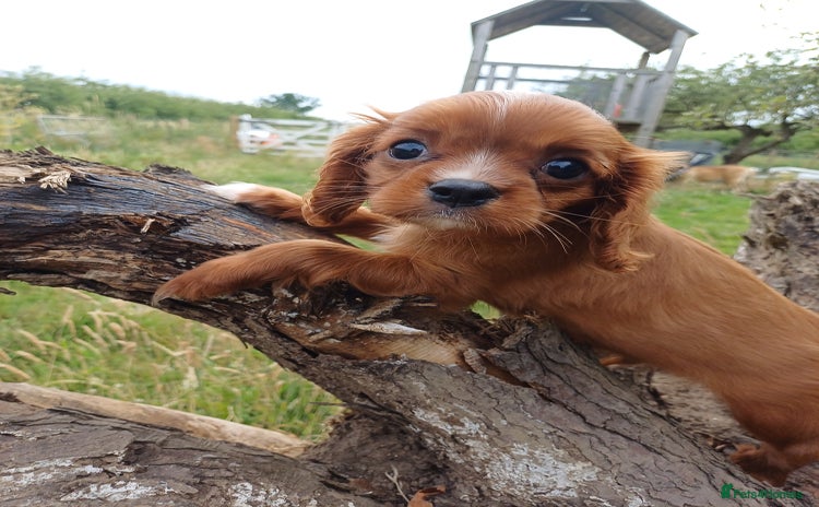 Cavalier King Charles Spaniel dogs - Advert 9