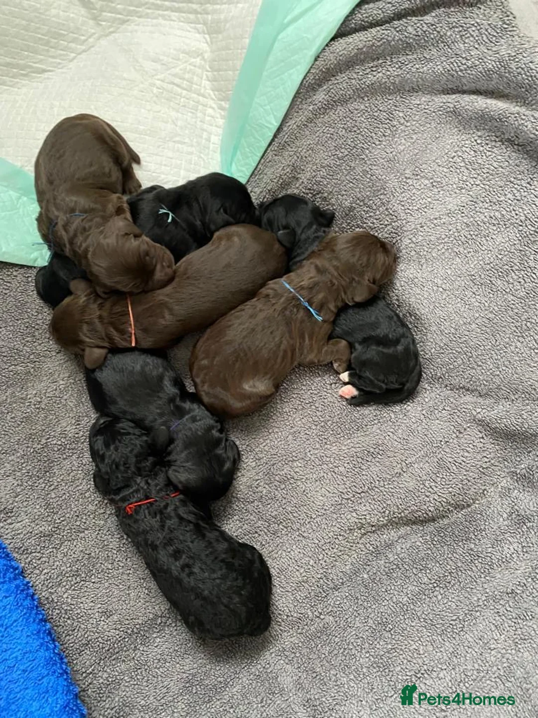 Cockapoo dogs for stud: Ralf.  in Dunfermline - Advert 19