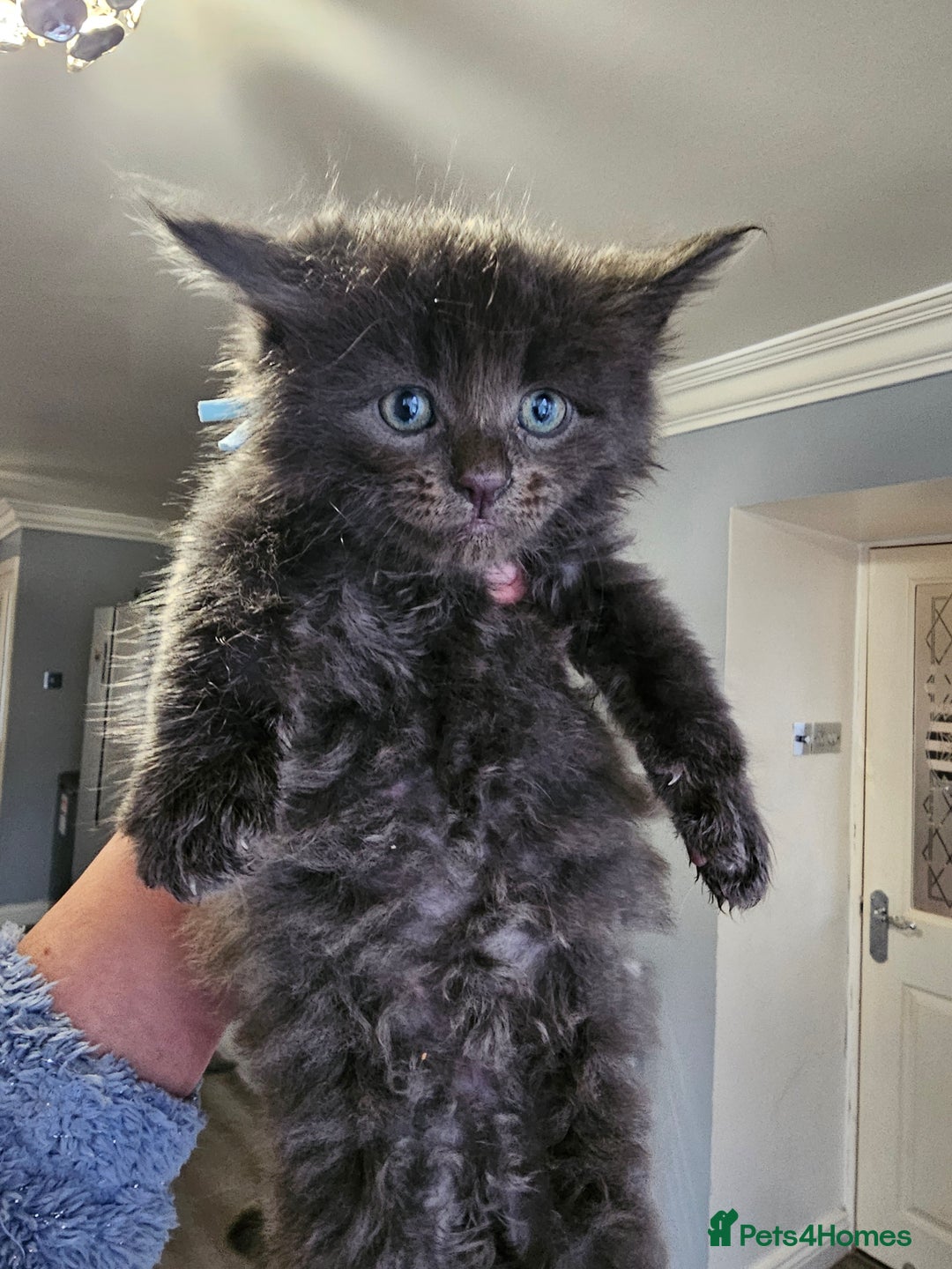 Maine Coon cats for sale: Maine Coon × Siberian - Advert 7