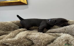 Mixed Breed dogs for sale: French bulldog x cockapoo - Image 5