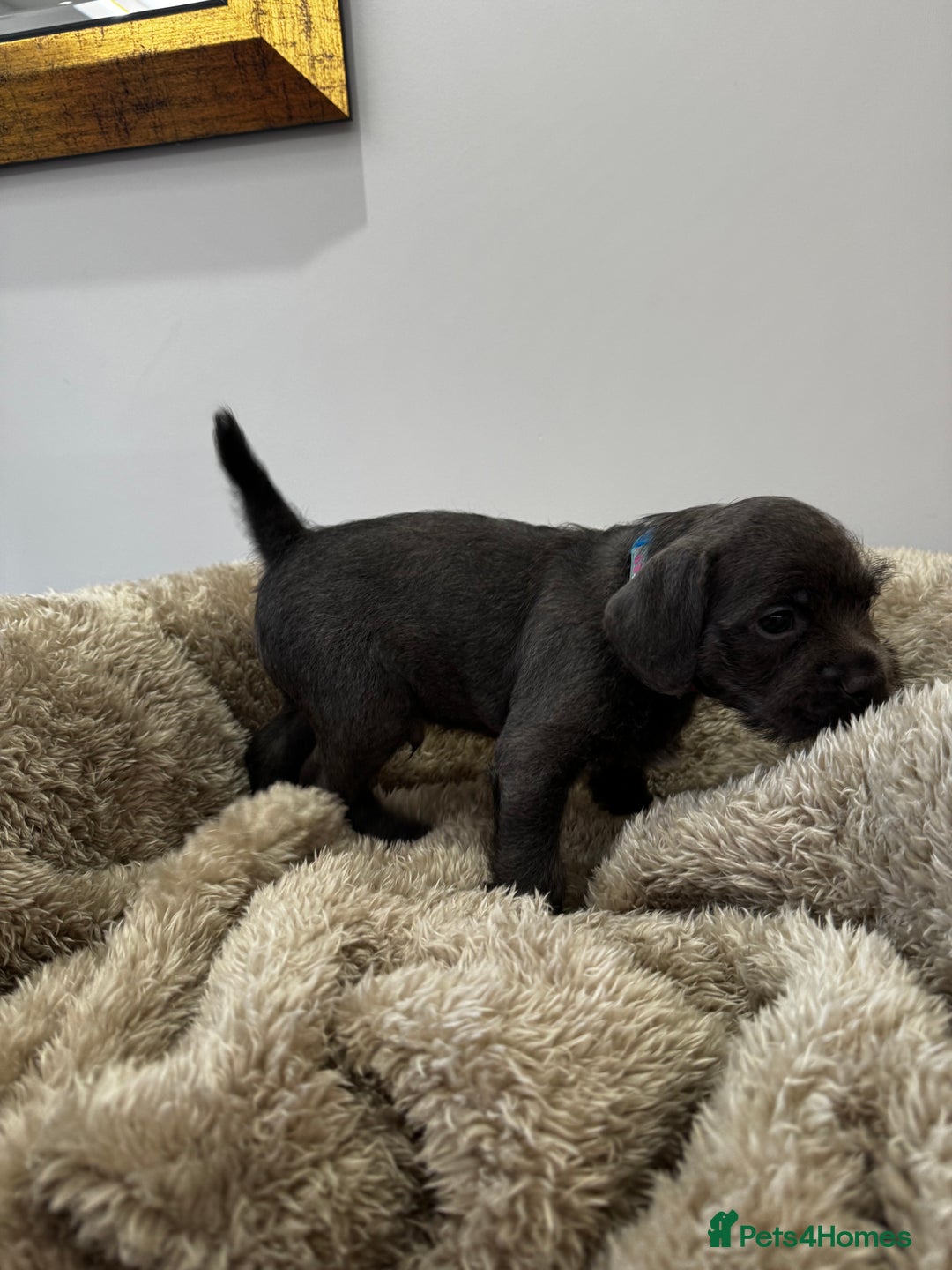 Mixed Breed dogs for sale: French bulldog x cockapoo - Image 5