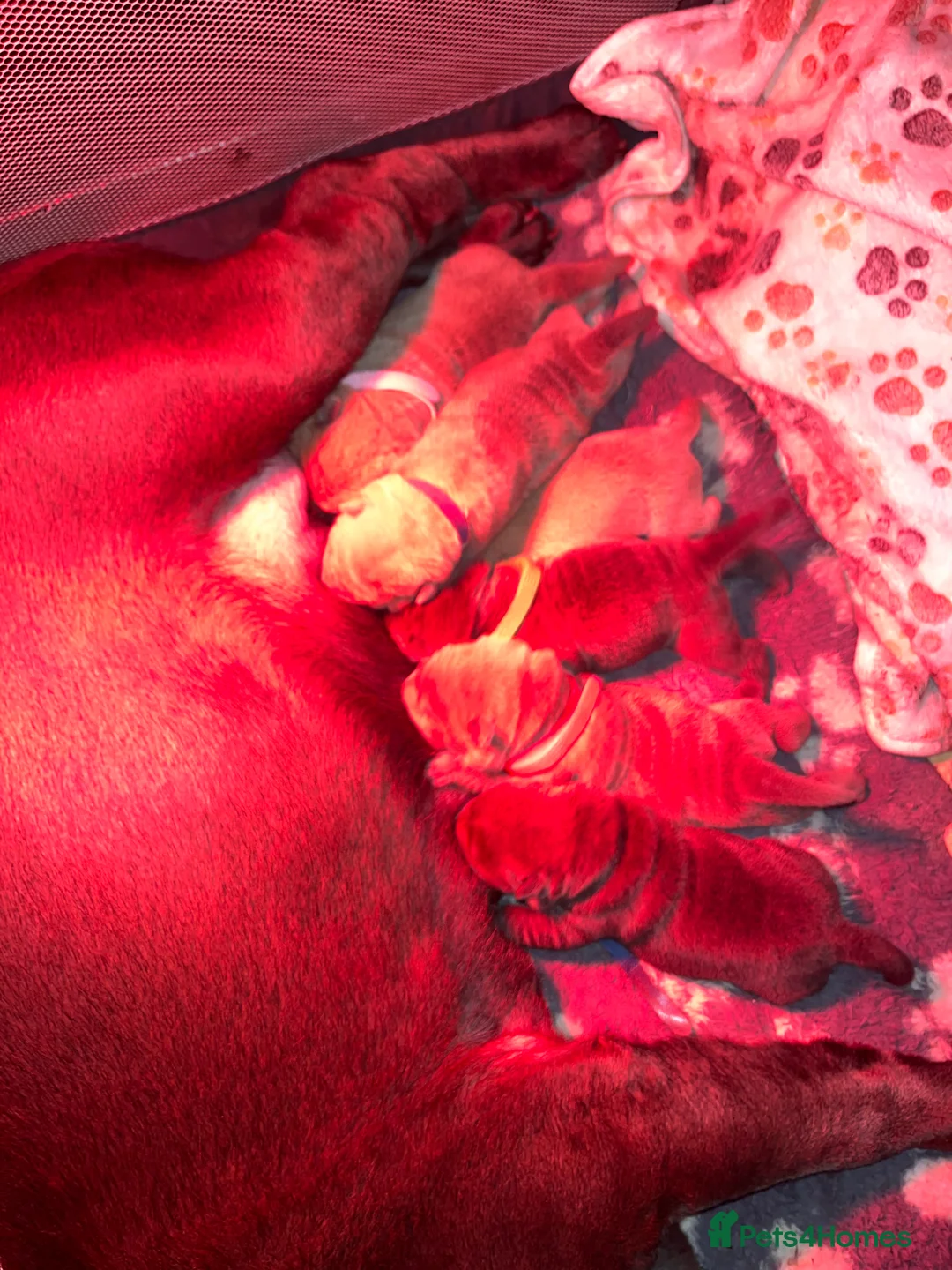 Shar Pei dogs for sale: Shar Pei Dilute puppies  - Advert 20