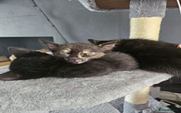 Mixed Breed cats for sale: Mixed breed kittens  - Image 4
