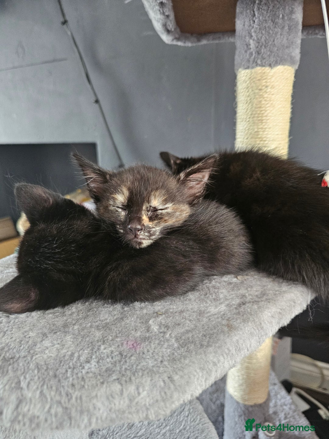 Mixed Breed cats for sale: Mixed breed kittens  - Image 4