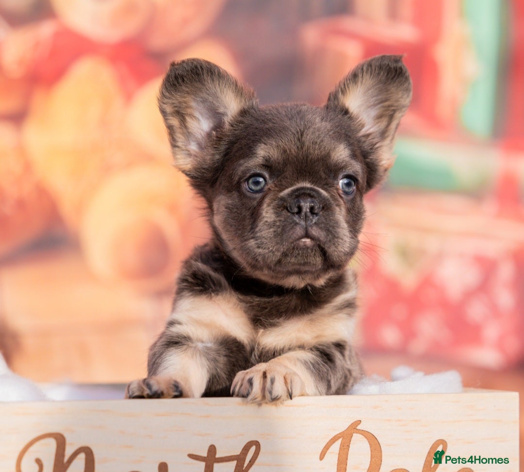 French Bulldog dogs Quality French Bulldog Puppies – Well Socialised - Advert 13