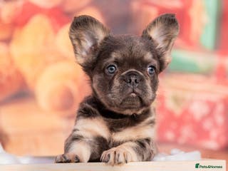 French Bulldog dogs Quality French Bulldog Puppies – Well Socialised - Advert 3