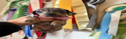 Miniature Dachshund dogs for sale: Miniature Dachshund Dapple Puppies 🐶 5🌟licensed  - Advert 27