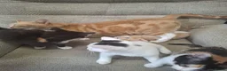 Mixed Breed cats for sale: 5 Gorgeous Kittens in Halifax - Advert 17