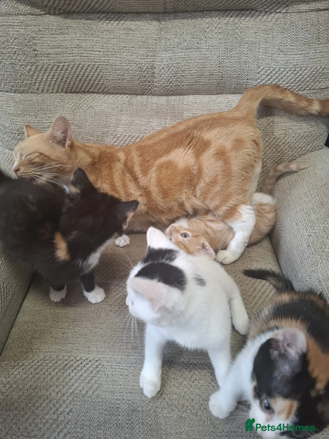 Mixed Breed cats for sale: 5 Gorgeous Kittens in Halifax - Advert 17