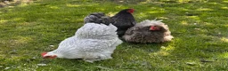 Chickens poultry for sale: Trio of Pekin Bantam Hens - Advert 4