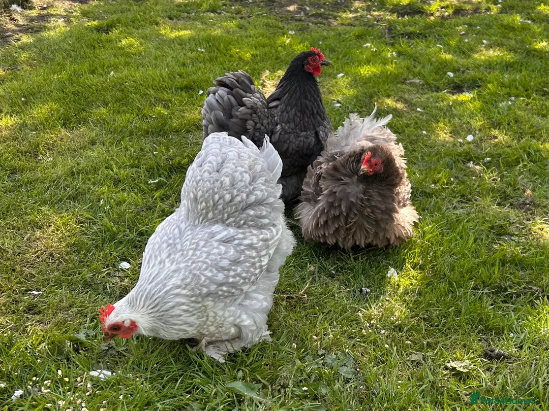 Chickens poultry for sale: Trio of Pekin Bantam Hens - Advert 4
