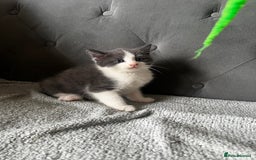 Domestic Shorthair cats for sale: Adorable male kittens looking for loving homes  - Image 2