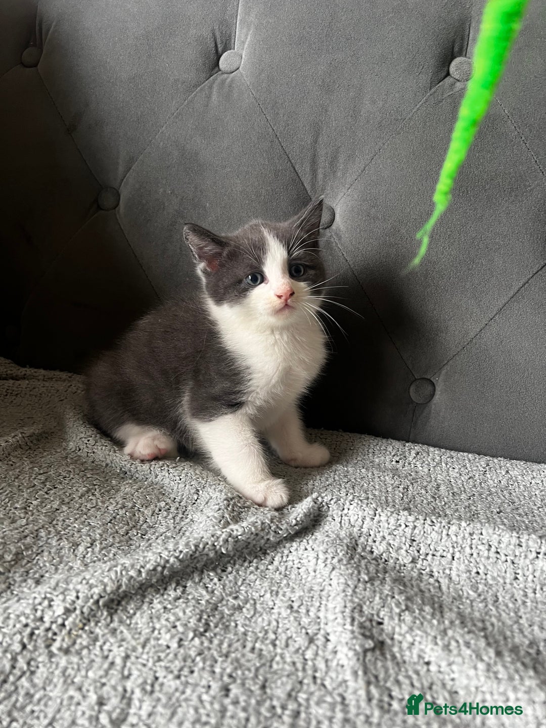 Domestic Shorthair cats for sale: Adorable male kittens looking for loving homes  - Image 2