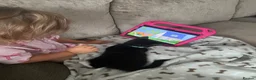 Domestic Shorthair cats for sale: Male cat - Called Socks NOT £50.00 can’t lower  in Grimsby - Advert 6