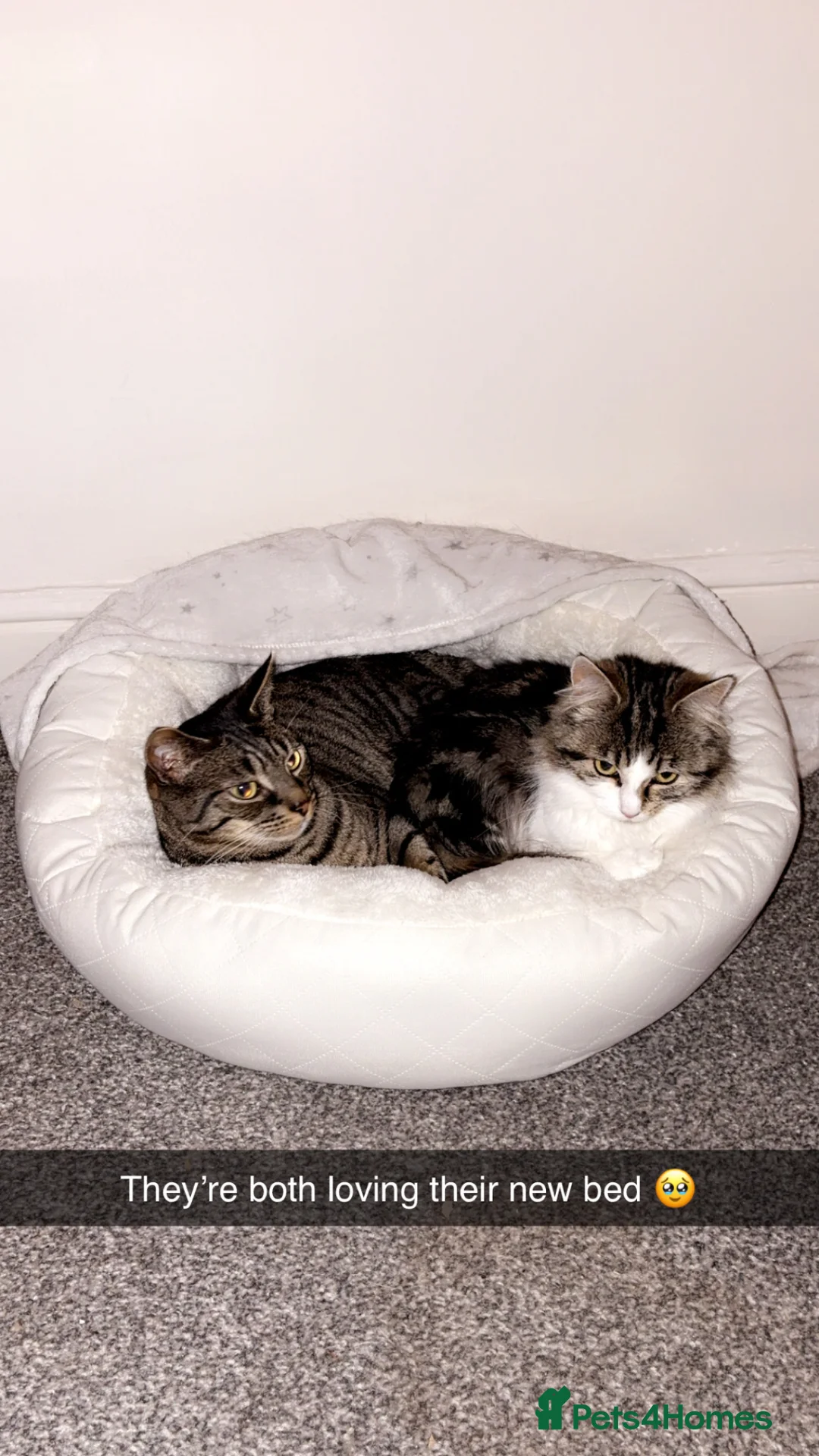 Mixed Breed cats for sale: 2 cats looking for forever home  - Advert 2