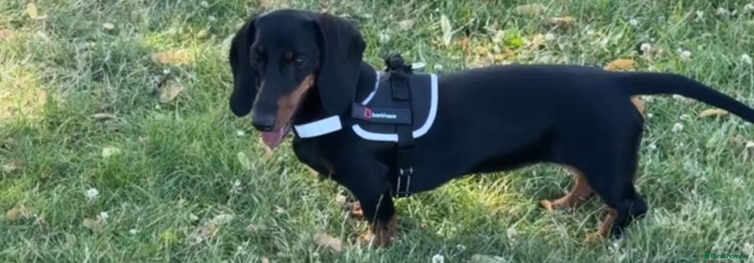 Dachshund dogs for sale: Ruby  - Image 13
