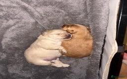 Mixed Breed dogs for sale: Cocker Spaniel X Pomeranian - Advert 10