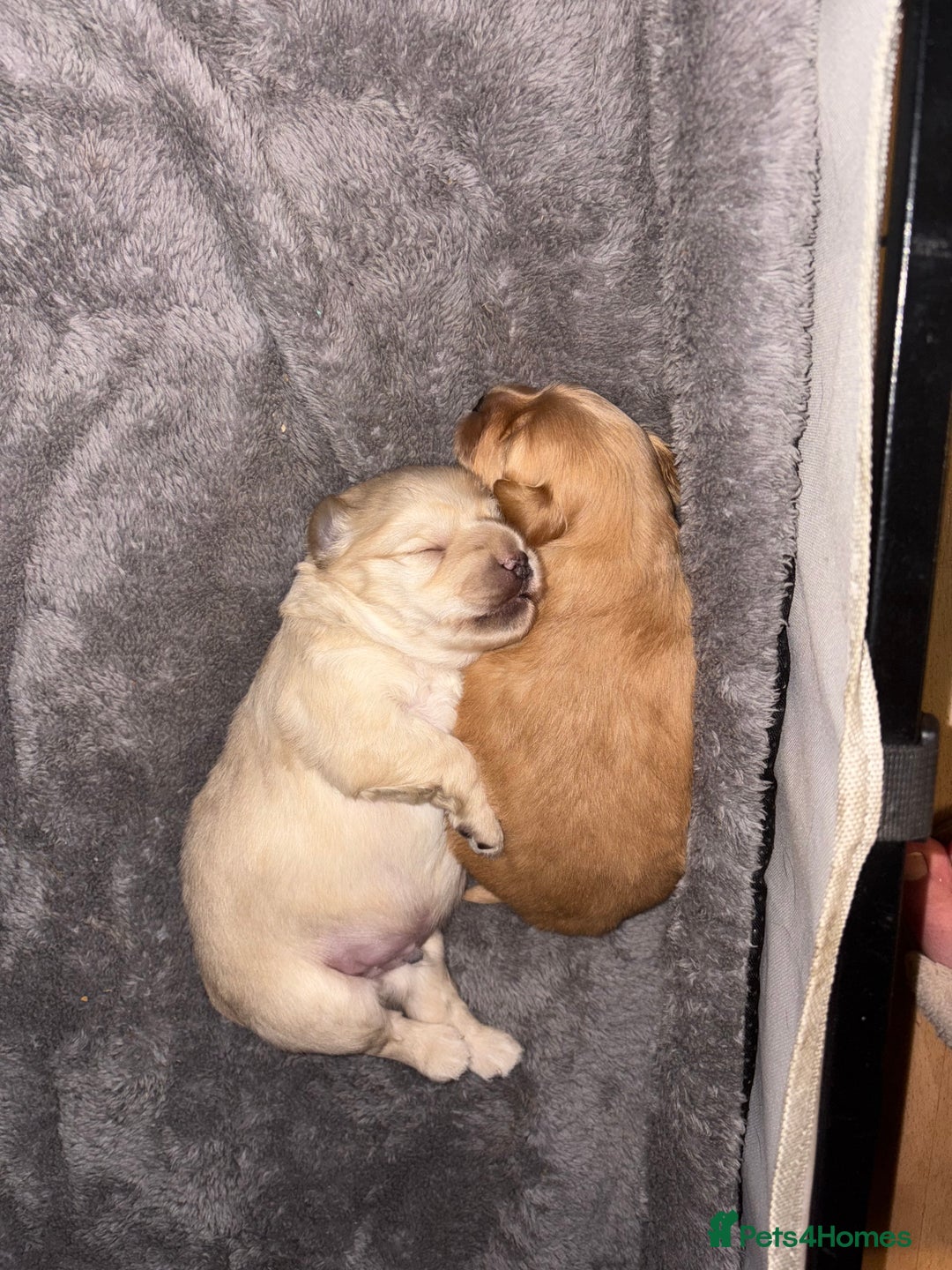 Mixed Breed dogs for sale: Cocker Spaniel X Pomeranian - Advert 10