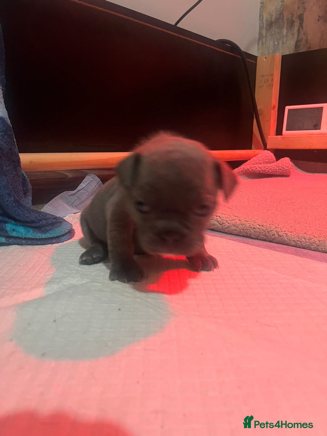 French Bulldog dogs for sale: Top quality French bulldog pups - Advert 5