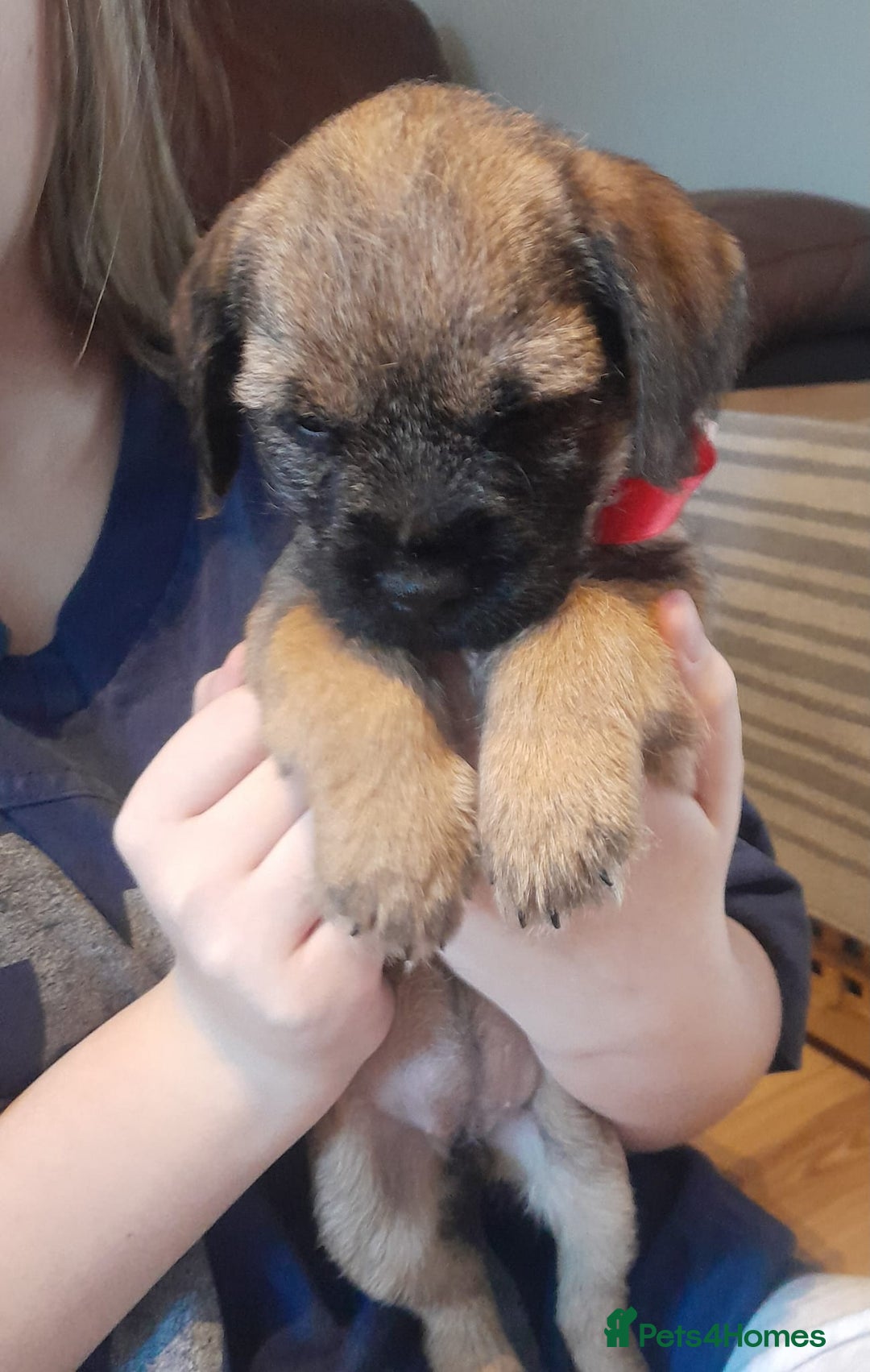 Border Terrier dogs for sale: Kc Reg Border Terrier Puppies  - Advert 7