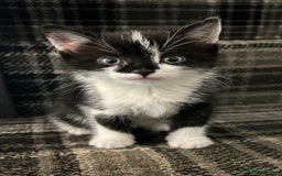 British Longhair cats for sale: 2 black and white kitten - Image 1