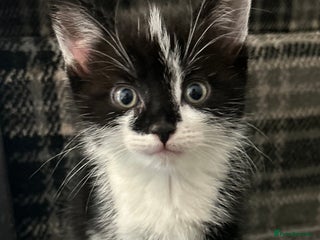 British Longhair cats - Advert 2