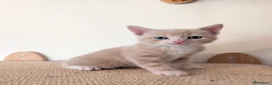 Pale cream