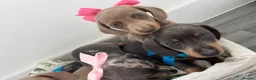 Dachshund dogs for sale: 5 beautiful dachshund puppies  in Bury - Advert 13