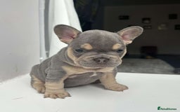 French Bulldog dogs for stud: 5 PANEL HEALTH CLEAR CHARLIE VERY WELL PROVEN! - Image 11