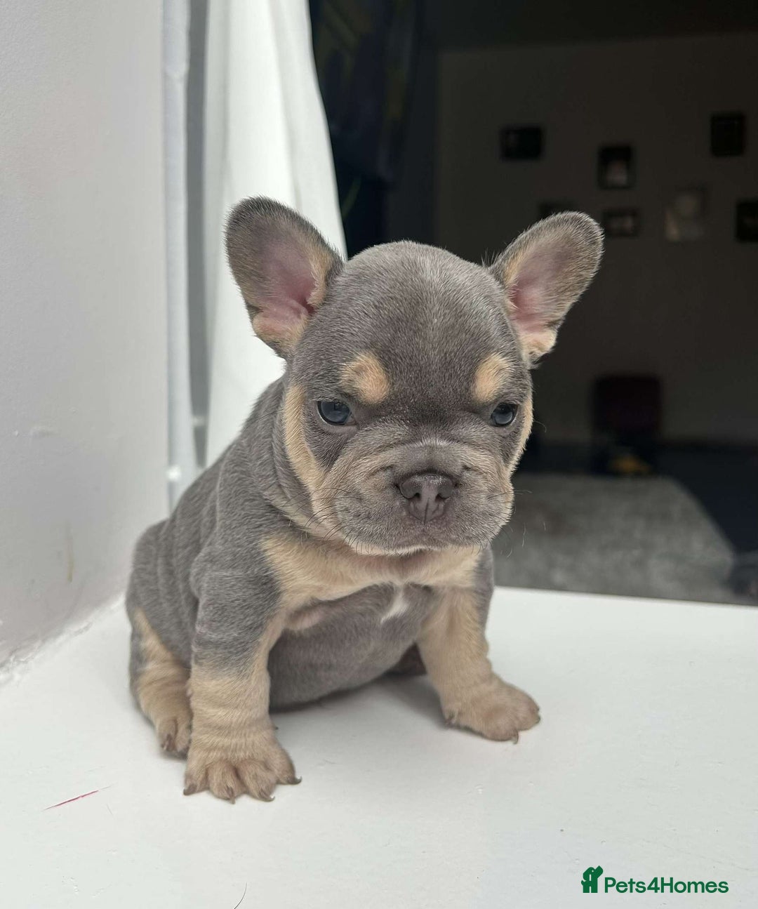 French Bulldog dogs for stud: 5 PANEL HEALTH CLEAR CHARLIE VERY WELL PROVEN! - Image 11
