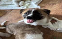 Akita dogs for sale: American akita Female bitches  - Image 14