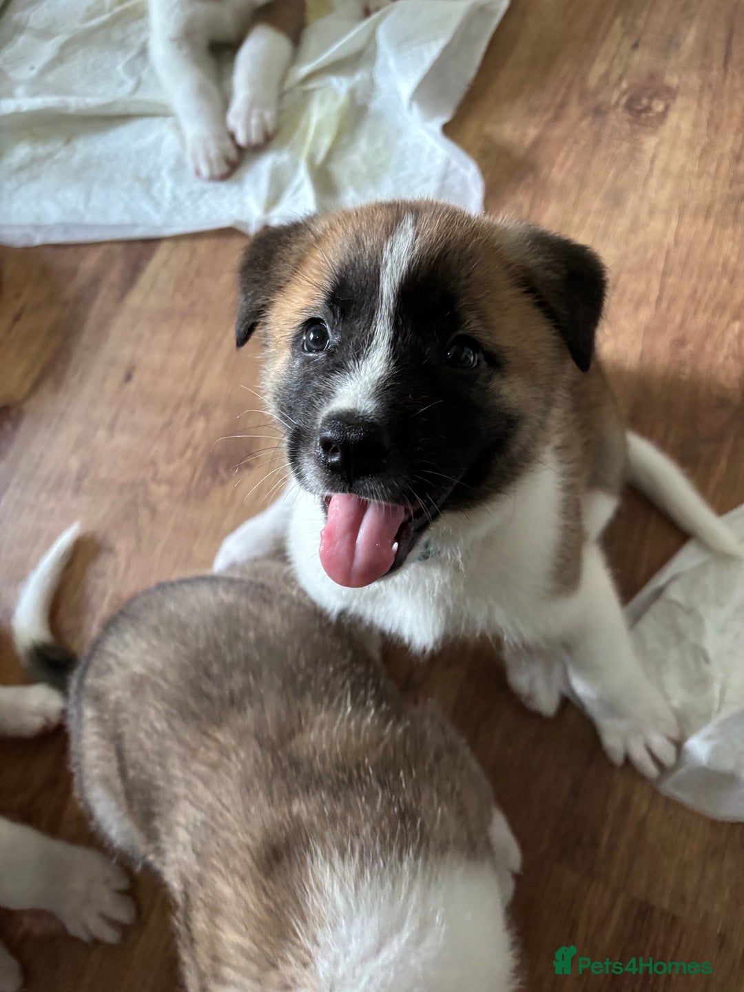 Akita dogs for sale: American akita Female bitches  - Image 14