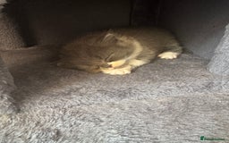 British Longhair cats for sale: Beautiful British long hair kittens  - Image 9