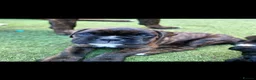 Boxer dogs for sale: Amazing bobtail/ tailed boxer puppy - Advert 4