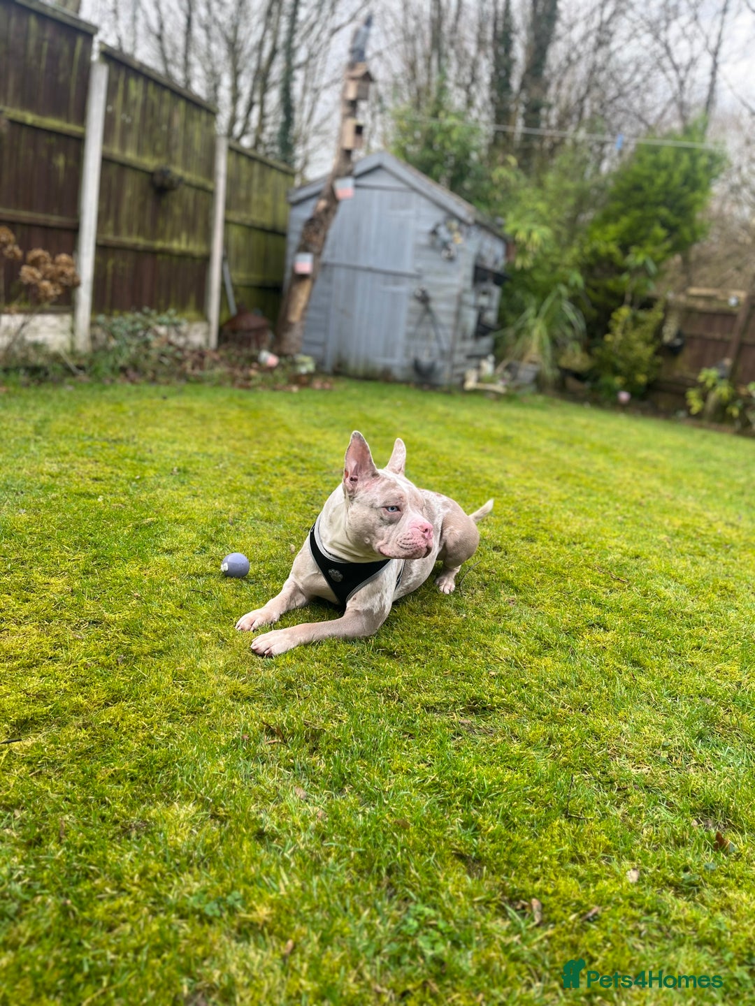Mixed Breed dogs for sale: French/pocket bulldog  - Image 8