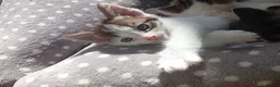 Mixed Breed cats for sale: Kittens Mixed breed (father 1/4 Bengal) - Advert 5